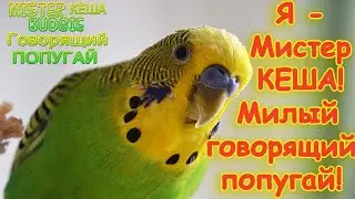 I'm Mr Kesha the budgie, very cute and can talk! 