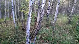 Лес