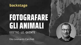 Fotografare gli animali in posa o in movimento