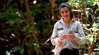 Queimadas na Amazônia  Projeto Ybyrá Treina Brigadistas para Salvar a Floresta