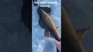 fun night walleye fishing! #walleye #icefishing #srfishing #ontario #fishingguide