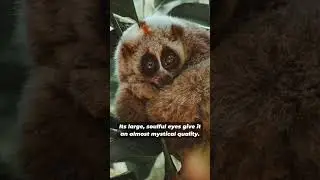 SLOW LORIS | Loris