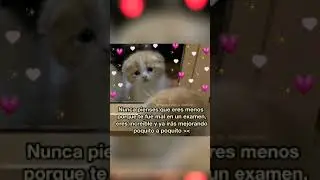 El gato meme cats