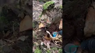 Тестируем петарду Звиздец от ТКС в гнилом пне. 
