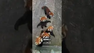 Red Panda | One Of The Cutest Animal In The World #youtubevideos