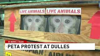 Screaming monkeys at Dulles Airport surprise airline during PETA protest