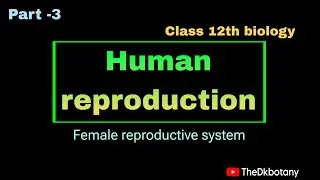 Female reproductive system in human class 12th biology
