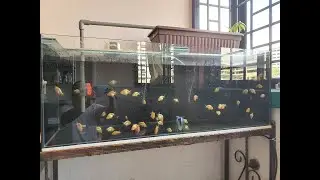 Natural Breeding Gold Fish - Ranchu Day 37 to Day 54