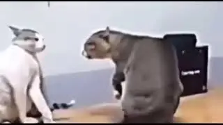 Macarena Cats