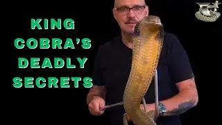 King Cobra: Unique Traits of World's Largest Venomous Snake