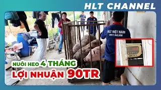 Tôi Đã Được Lợi Nhuận Gần 90 Triệu Đồng Sau Quá Trình Nuôi 30 Lợn Thịt