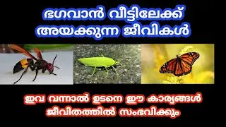 ഭഗവാൻ വീട്ടിലേക്ക് അയക്കുന്ന ജീവികൾ ഇവ വരുന്നത് വെറുതെ അല്ല