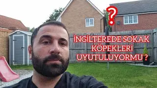 İngiltere Sokak Hayvanları için nasıl bir yol izliyor? Kurallar nedir ?