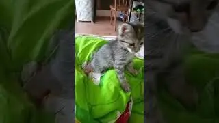 няшка тигр