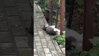 коты котынадаче