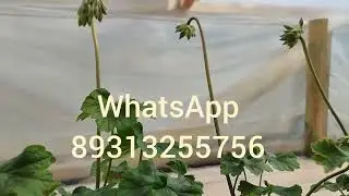 Красавица 🌸Ю Марья Моревна 🌸