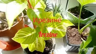 Цветочные новости/новинки Flower News/My new items🌿🌿🌿💚💚💚🍀🍀🍀