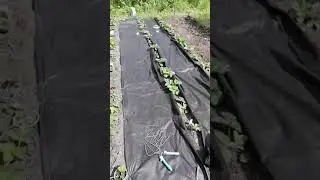 Лучший способ посадки клубники на агроволокно!