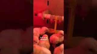 Первые сутки