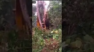 biggest snake caught on camera vrial now  