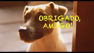 Gratidão (Obrigado, Amigo) - Música para vídeo com cães, pets, cachorros. Homenagem ao seu amigo cão