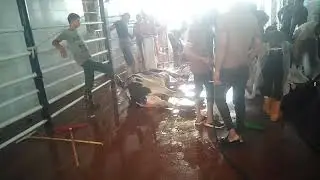 أوعى وشك ياشيما كل عام وأنتم بخير للكبار فقط