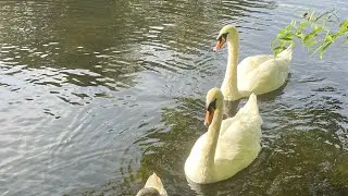 Nature, swans on the lake, autumn, England