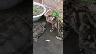 ФИЗИКИ шокированы кошачьей реакцией 😱🔬🐱