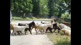 TOP dieren ontwijken