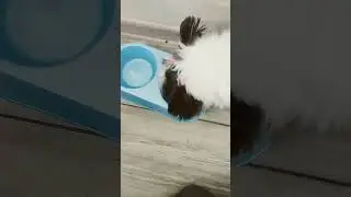 Кормим Нику!