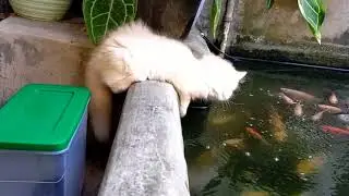 Cat want to playing with fishes #LION_KINGS