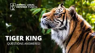 TRAILER | Tiger King: Questions Answered