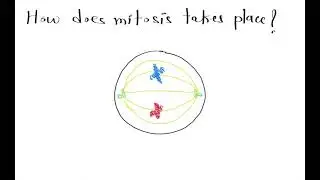 Mitosis simplified