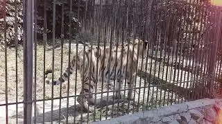 Мой брат Тигр