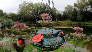 hummingbirds at the pond