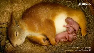 New Life Begins: Squirrel Gives Birth on Camera