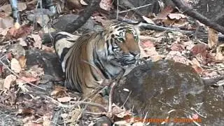 Tiger Moments (Two)  (Close encounters of the nervous kind!)