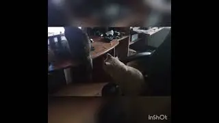 Приключения Марси и Персика
