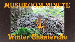 The Winter Chanterelle