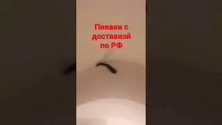 Пиявки медицинские купить с доставкой