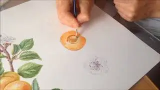 Watercolor Apricot./ Как нарисовать абрикос акварелью.