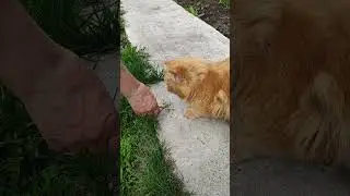 Вот блин , одни блины, блин