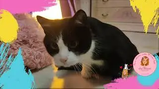 😋 Как малыш спинальник Тедди реагирует на стук пальцев 💓 очень рада его активности 👇