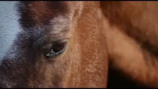 Horse closeup