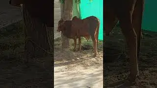 #shorts | #shortsfeed | #shortvideo | Qurbani Kay Janwar | Beautiful Qurbani Janwar