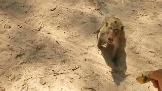 Lovely monkeys climb up the tree