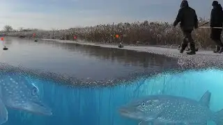 ЧТО ПОДО ЛЬДОМ?! Расставили ЖЕРЛИЦЫ с подводными камерами! Первый лёд 2021-2022.