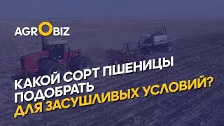 Breeding and planting drought-resistant wheat varieties in Kazakhstan: what new developments can ...