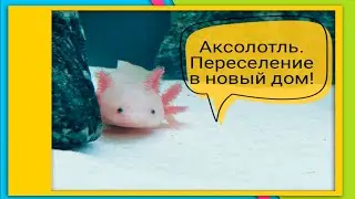 Аксалотль, переезд в новый дом