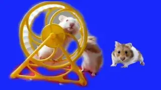 Bermain kincir Bersama🐹